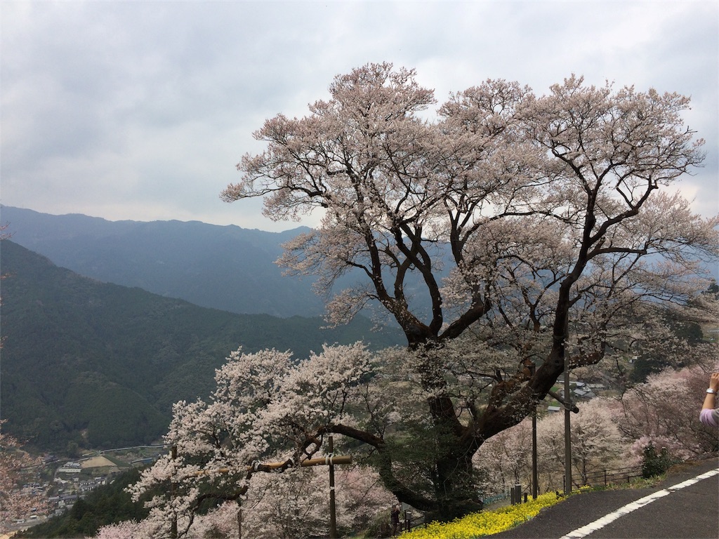四国の個人的一押し一本桜 ひょうたん桜がマジで綺麗 さぁ 次はどこへ行こう